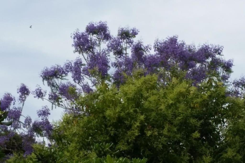 Casetta Jacaranda جنوة المظهر الخارجي الصورة